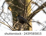Small photo of The male blackbird (Turdus merula) is a striking bird, with glossy black plumage and a vibrant yellow bill that adds a touch of contrast to the dark plumage, creating a captivating appearance.