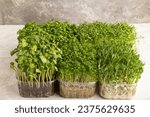 Small photo of Set of boxes with microgreen sprouts of green basil, pea, cilantro, sunflower, watercress on gray concrete background. Side view, copy space.