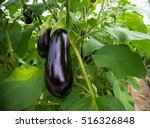 Ripe Purple Eggplant Growing In ...