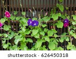 Violet Morning Glory Flowers In ...