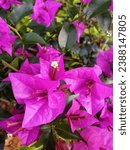 Small photo of Bougainvillea has colorful plant parts. Therefore, paper flowers have become very popular ornamental plants because of their beautiful colors and easy way to care for them.