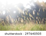 Small photo of bristle grass under sunshine foxtail sunshine