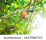 Small photo of Baby wasp nest which are engraft on different tree species.