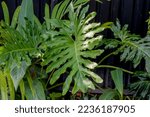 Thaumatophyllum bipinnatifidum (common names: split-leaf philodendron, lacy tree philodendron, selloum, horsehead philodendron