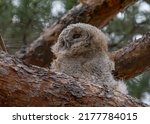 Tawny Owl Chicks Sit In A Tree...