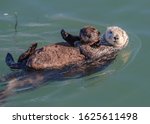 Mother Sea Otter With Pup On...