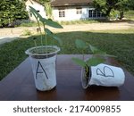 Small photo of the movement of tropism or negative geotropism in green bean plants