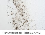 Mold On A White Wall
