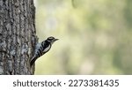           Male Downy Woodpecker ...