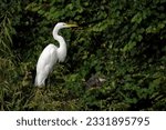 Small photo of Great Egret perched in foliage in the morning sunlight at Lawton Pond. Bird is in profile.