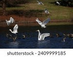 Small photo of Great Egrets, Bonaparte’s Gulls, and a Snowy Egret in a feeding frenzy at Jarvis Creek Park on Hilton Head Island.