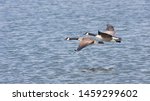 Two geese fly over wavy water...