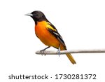 A baltimore oriole isolated on...