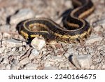 A garter snake slithers itself across a footpath of crushed limestone
