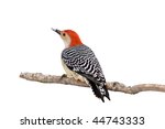 Red Bellied Woodpecker With A...