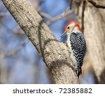 Red Bellied Woodpecker On Tree...