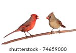 Two Cardinals Together Eating A ...