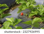 Small photo of A strawberry plant that is starting to bear fruit, the strawberry has the scientific name Fragaria vesca.