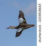 Small photo of A beautiful female blue-winged teal duck is flying over a rural marsh. You can easily see the striking blue covert wing feathers the duck is named for.