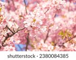 The cherry blossoms in the park are in bloom. The name of this cherry blossom variety is Kawazu-zakura. Scientific name is Cerasus lannesiana Carriere, 1872 Kawazu-zakura. Wallpaper background.