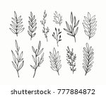 vector branches and leaves.... | Shutterstock .eps vector #777884872