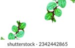 A white background with green...