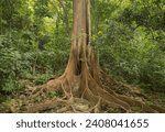 Small photo of The buttress roots of a Ficus tree in the jungle, Quebrada Valencia, Magdalena, Colombia Stock Photo