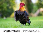 Beautiful rooster standing on...