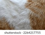 Cat fur texture background.  Ginger and white cat fur texture. 
