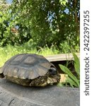 Small photo of A tortoise is a reptile characterized by its hard, bony shell and slow-moving nature. They are primarily terrestrial, dwelling in various habitats ranging from deserts to forests. Tortoises are known