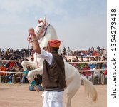 Small photo of BIKANER, INDIA - JANUARY 12, 2019: Marvari white horse dancing during camel festival in Rajasthan state.The Marwari or Malani is a rare breed of horse from the Marwar region of India