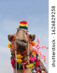 Small photo of Beautiful amusing decorated Camel on Bikaner Camel Festival in Rajasthan, India. The Camel Festival begins with a colourful procession of bedecked camels.