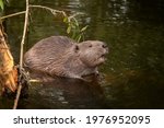 Beaver sitting in a river ...