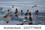 Ducks On The Frozen River ...