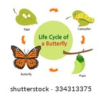 Butterfly Life Cycle Free Stock Photo - Public Domain Pictures