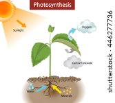 Photosynthesis Free Stock Photo - Public Domain Pictures