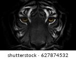 The Face Of Indochinese Tiger...