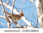Red Female Cardinal Bird...