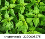 Small photo of Stinging nettle is a genus of plants from the Stingaceae family. It grows in the temperate zone all over the world.