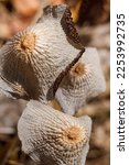 Some Wild Brown Mushrooms Caps...
