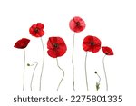 Red poppy flowers isolated on...
