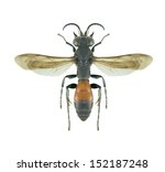 Small photo of Wasp Larra anathema anathema (male) on a white background