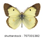 Butterfly Colias Philodice ...