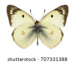 Butterfly Colias Philodice ...