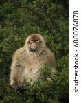 Barbary Macaque  Macaca...