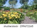 Beautiful Dutch Blooming Iris...