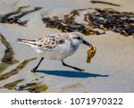 A Western Snowy Plover With A...