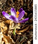 Small photo of A light purple flower with a yellow pistil is the hallmark of saffron, one of the first spring flowers. We find it in early spring in deciduous forests where it makes its way through dry leaves.