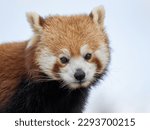 Small photo of Feisty Red Panda photographed at Whipsnade Zoo, UK.