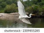 Great egret (Ardea alba) also known as the common egret